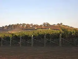 Photo de vignoble de la Riverina.