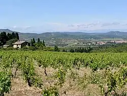 Vignoble de la Montagne d'Alaric