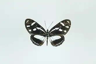 Description de l'image Vila azeca.jpg.