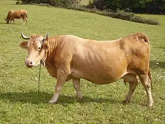 Vache villard-de-lans.