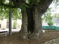 Tronc de l'orme de Sully.