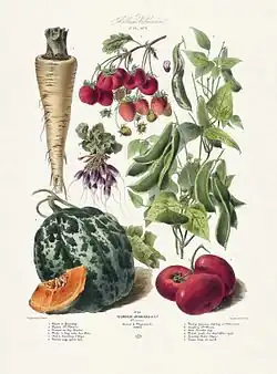 Plaque 30, Album Vilmorin de 1879