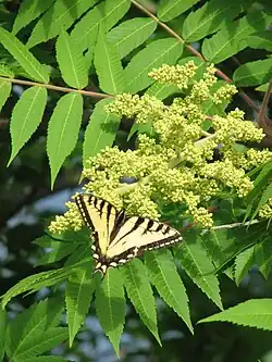 Fleurs (mois de juin à Montréal).
