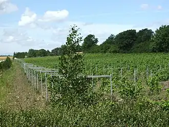 Image illustrative de l’article Viticulture au Danemark