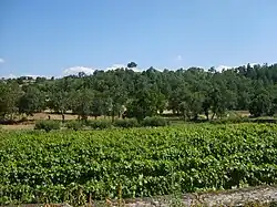 Vignes et forêt à Cancelos de Baixo