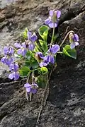 Viola pyrenaica.