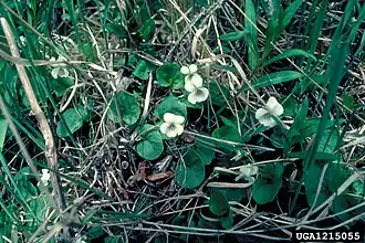 Description de l'image Viola renifolia.jpg.