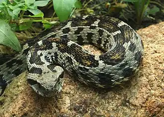 Description de l'image Vipera wagneri (9).jpg.