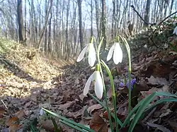 Photographie d'une plante aux fleurs blanches dans un paysage forestier.