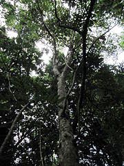 Description de l'image Vitex gaumeri.jpg.