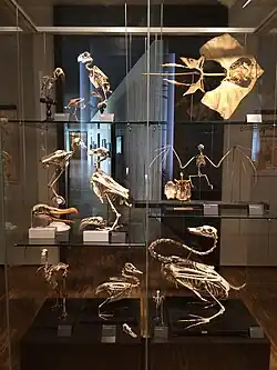 Vitrine de squelettes.