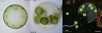Description de l'image Volvox aureus 3 Ansichten.jpg.
