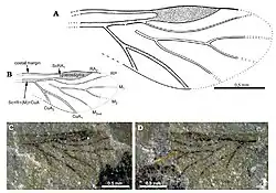 Dessin et photo d'une aile de puceron fossilisée.