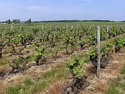 Vigne désherbée sous le rang (herbe séchée par les herbicides).