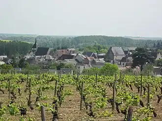 Le vignoble en 2011.
