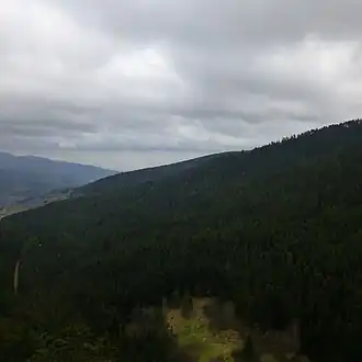 Image illustrative de l’article Forêt de Taillard