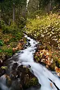 Wahkeena Falls&nbsp;(en), dans la gorge du Columbia. Octobre 2019.