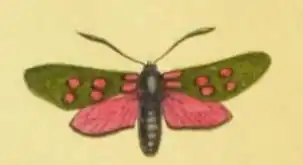 Zygène de la filipendule (Zygaena filipendulae), dans A world of wonders, p.&nbsp;3