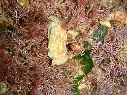 Pleurobranchaea bubala