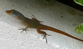 Description de l'image Watts anole on St.Lucia.jpg.