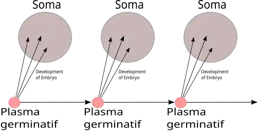 Schéma : le "plasma germinatif" se transmet de génération en génération (trois générations représentées dans le schéma), la transfert du plasma germinatif vers le soma (le reste du corps) est à sens unique.
