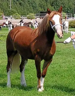 Welsh de type cob