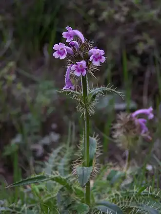 Description de l'image Whf purple 12.jpg.