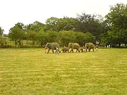 Cinq éléphants qui marchent en ligne à travers un champ. Chaque éléphant tient la queue de celui que le procède avec son tronc. Le deuxième et le quatrième sont jeunes tandis que les autres sont des adultes. Ils sont escortés par plusieurs gardiens.