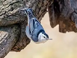Sitelle à poitrine blanche dans le Greenwood Cemetery, New York. Avril 2023.