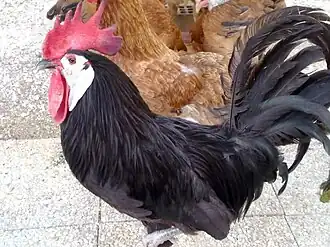 Illustration d'un coq Espagnol à face blanche