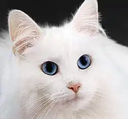 Chat blanc leucique : yeux pigmentés.