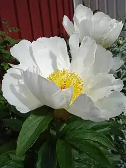 Paeonia lactiflora'White Wings'Fleur simple.