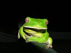 Litoria infrafrenata