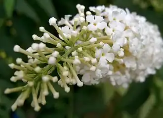 Description de l'image White buddleia closeup.jpg.