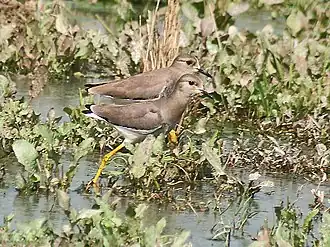 Description de cette image, également commentée ci-après