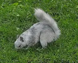 Écureuil leucistique blanc-grisâtre