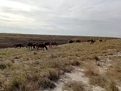 Groupe de chevaux broutant une herbe haute.