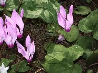 Cyclamen persicum