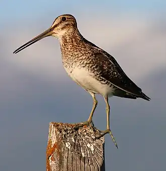 Description de l'image Wilson's Snipe on a fencepost, central Utah.jpg.