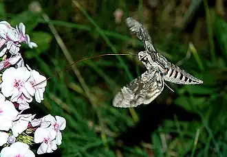 Longue trompe déroulée quand il butine (ici, des phlox).