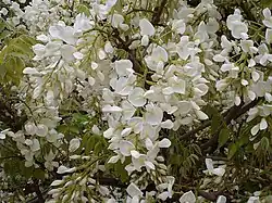 Wisteria sinensis "Alba".