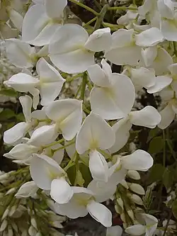 Wisteria sinensis "Alba", fleurs.
