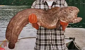 Anarhichas orientalis