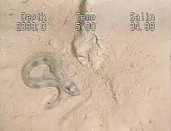 Lycenchelys verrillii