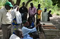 Formation à l'apiculture.