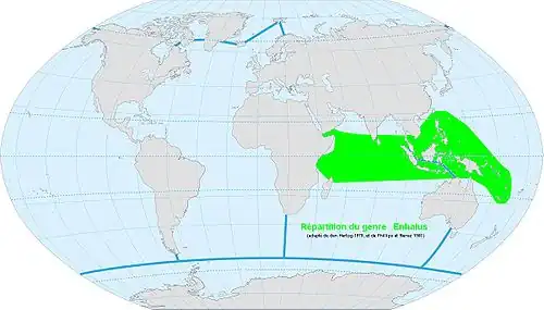 Répartition du genre Enhalus