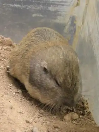 Description de l'image Wyoming pocket gopher.jpg.