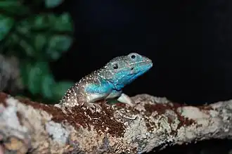 Xenagama batillifera