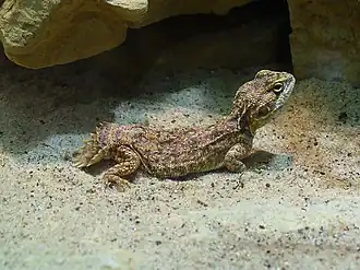 Description de l'image Xenagama_taylori_01.JPG.