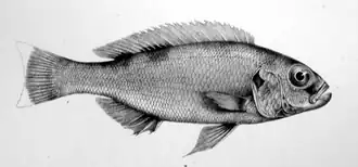 Description de l'image Xenochromis.png.